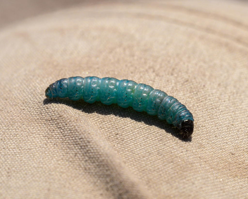 Zophodia chilensis