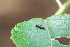 Graphocephala appropinquans