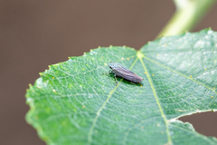 Graphocephala appropinquans