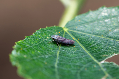 Graphocephala appropinquans