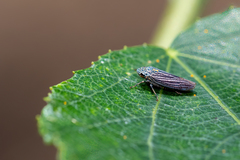 Graphocephala appropinquans