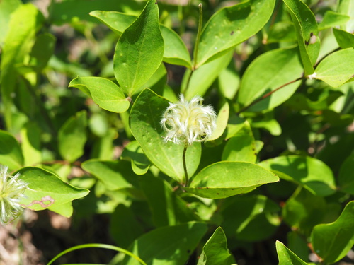 Clematis albicoma, photograph 4