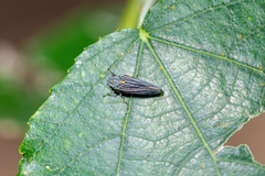 Graphocephala appropinquans