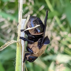 Cuterebra abdominalis