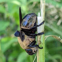 Cuterebra abdominalis