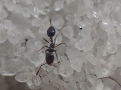 Monomorium viridum