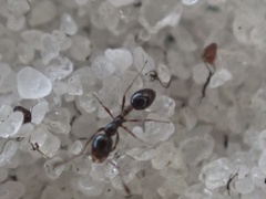 Monomorium viridum