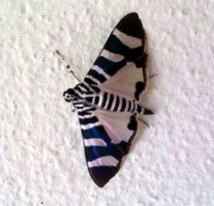 Lypotigris reginalis