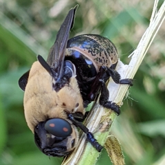 Cuterebra abdominalis