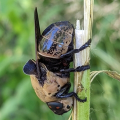 Cuterebra abdominalis