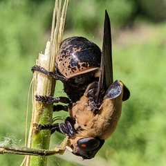 Cuterebra abdominalis