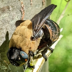 Cuterebra abdominalis