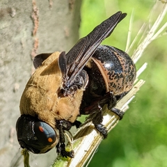Cuterebra abdominalis