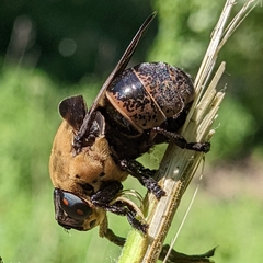 Cuterebra abdominalis
