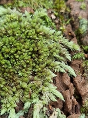 Leucobryum javense