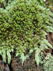 Leucobryum javense