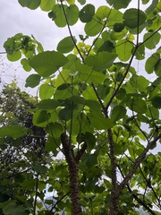 Hura polyandra