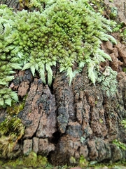 Leucobryum javense
