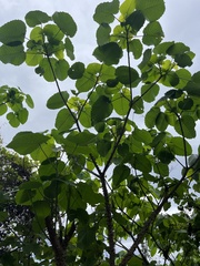 Hura polyandra
