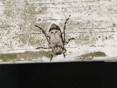 Leptostylus asperatus