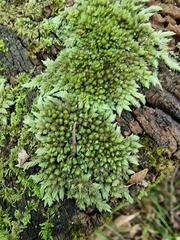 Leucobryum javense