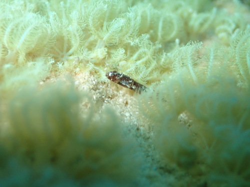 Sea Fan