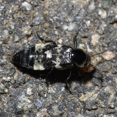 Creophilus maxillosus