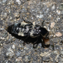 Creophilus maxillosus