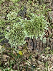 Leucobryum javense