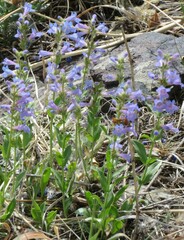 Penstemon virens