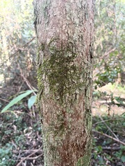 Sematophyllum
