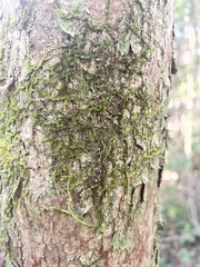 Sematophyllum