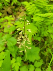 Tiarella cordifolia