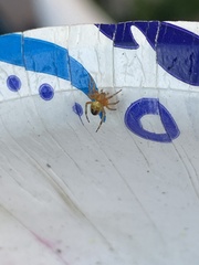 Araniella displicata