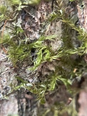 Sematophyllum