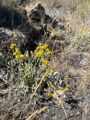 Senecio integerrimus exaltatus