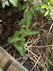 Peltandra sagittifolia