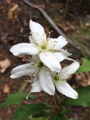 Philadelphus lewisii