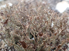 Cladonia crispata