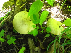 Caloboletus inedulis