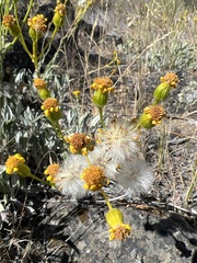 Senecio integerrimus exaltatus