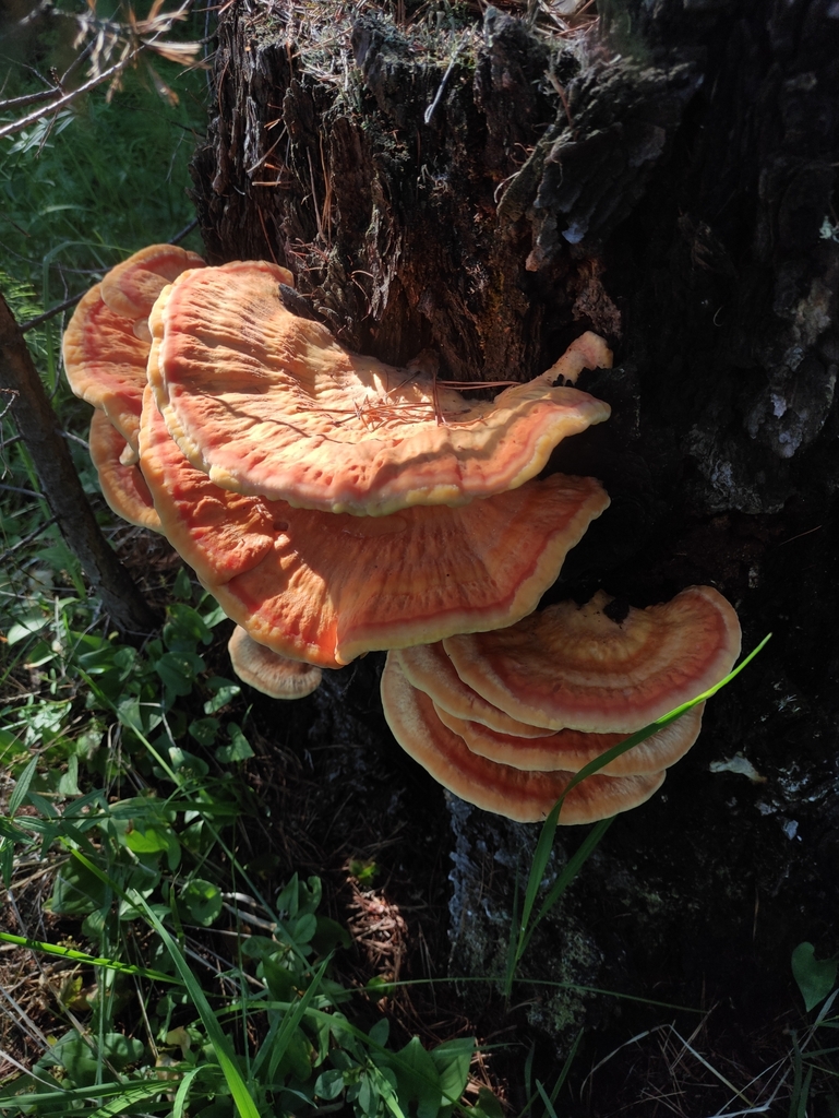 Laetiporus sulphureus · June 2022 · photo: © wrrite (iNaturalist, cc-by)