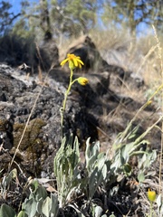 Senecio integerrimus exaltatus