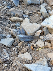 Circotettix crotalum