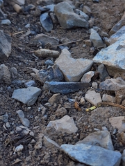 Circotettix crotalum