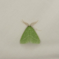 Synchlora faseolaria