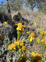 Senecio integerrimus exaltatus