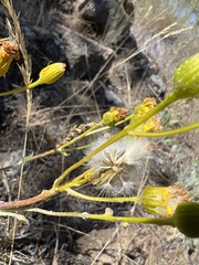Senecio integerrimus exaltatus