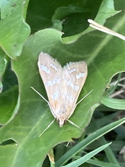 Diastictis