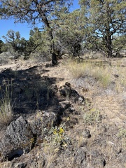 Senecio integerrimus exaltatus